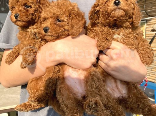 Red Brown Toy Poodle Kizlarim görsel