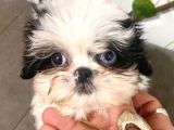 TEACUP SHIHTZU KIZIMIZ