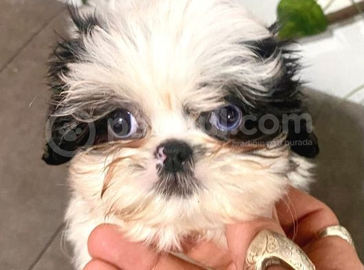 Teacup Shihtzu Kizimiz