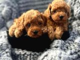HER BÜTÇEYE UYGUN ERKEK DİŞİ POODLE YAVRULAR İÇİN ARAYINIZ