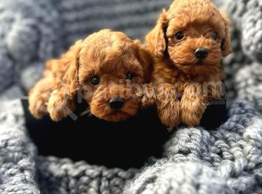 Her Bütçeye Uygun Erkek Di̇şi̇ Poodle Yavrular İçi̇n Arayiniz