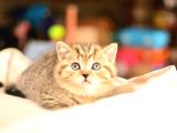 En Kaliteli Black Golden Ny24 British Shorthair