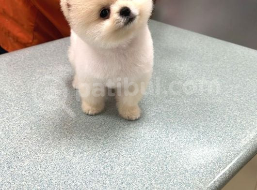 Pofuduk Pomerian Boo Yavrumuz görsel