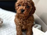 Mi̇ni̇k Sevi̇mli̇ Toy Poodle Bebek