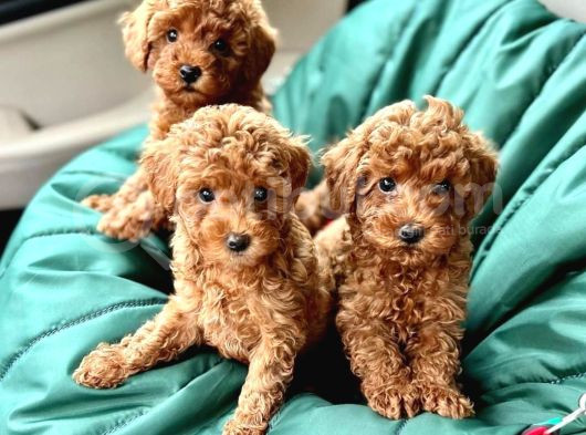 Safkan Irk Garanti̇li̇ Poodle Bebekleri̇m görsel