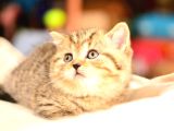 En Kaliteli Black Golden Ny24 British Shorthair