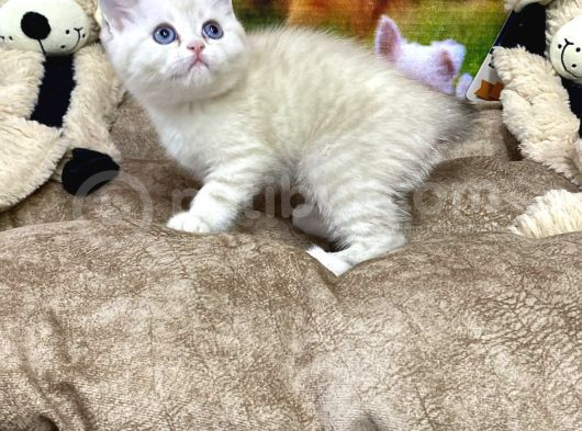 Vonalpet Garanti̇si̇yle Mükemmel Kali̇tede Bri̇ti̇sh Shorthai̇r   Yavrularimiz