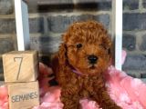 Anatomi̇ Hari̇kasi Toy Poodle Bebekleri̇m