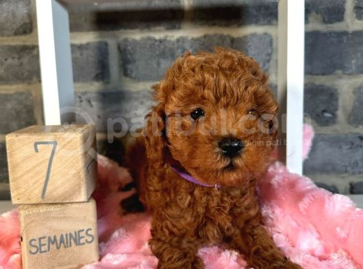 Anatomi̇ Hari̇kasi Toy Poodle Bebekleri̇m görsel