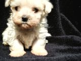Mini Boy Maltese Yavrular