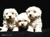 Mini Boy Maltese Yavrular
