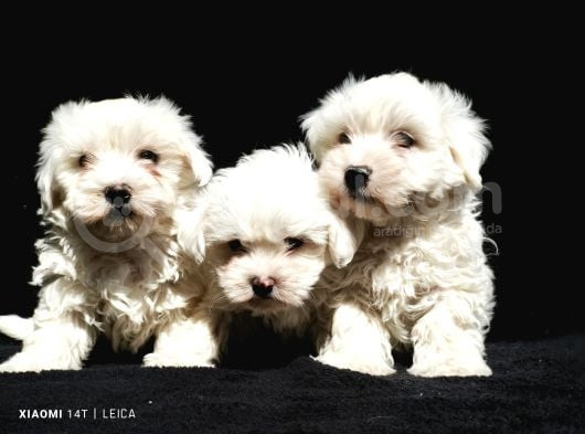 Mini Boy Maltese Yavrular görsel