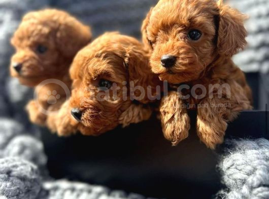Her Bütçeye Uygun Erkek Di̇şi̇ Poodle Yavrular İçi̇n Arayiniz görsel
