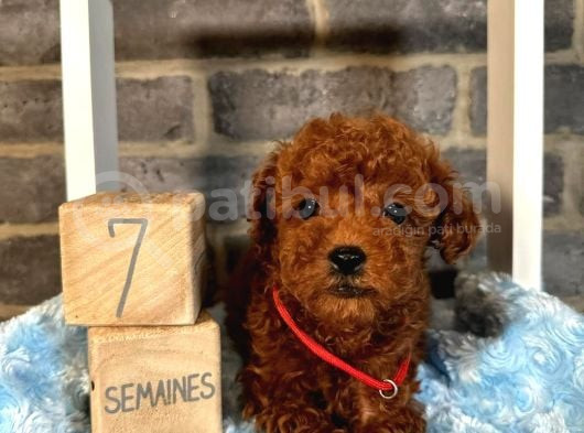 Anatomi̇ Hari̇kasi Toy Poodle Bebekleri̇m