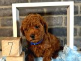 Anatomi̇ Hari̇kasi Toy Poodle Bebekleri̇m