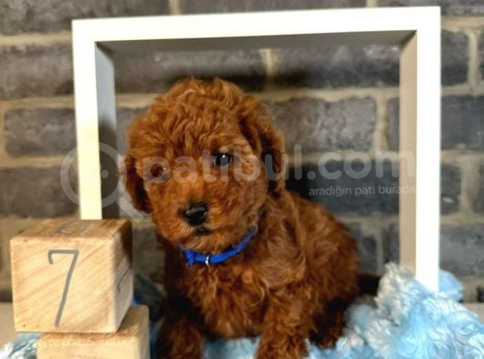 Anatomi̇ Hari̇kasi Toy Poodle Bebekleri̇m görsel