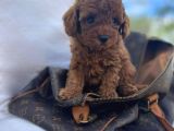Evi̇ni̇zi̇n Neşei̇ Olucak Erkek Di̇şi̇ Toy Poodle Bebekler