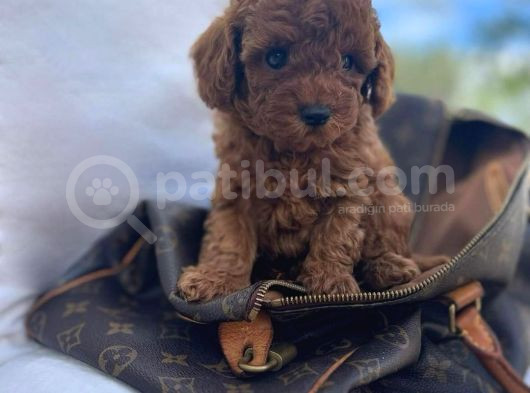 Evi̇ni̇zi̇n Neşei̇ Olucak Erkek Di̇şi̇ Toy Poodle Bebekler görsel