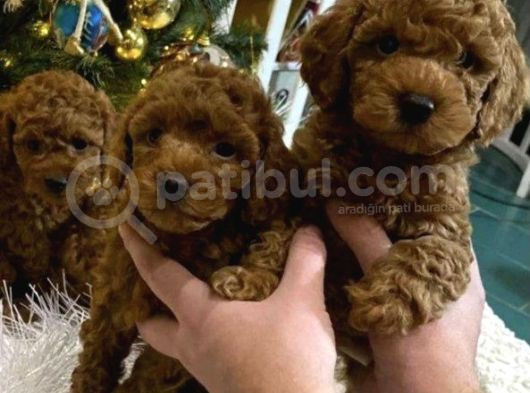 Bebek Yüzlü Toy Poodle Bebek