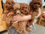 SAĞLIK VE IRK GARANTİLİ TOY POODLE