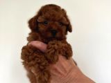 Sağlik Ve Irk Garanti̇li̇ Toy Poodle