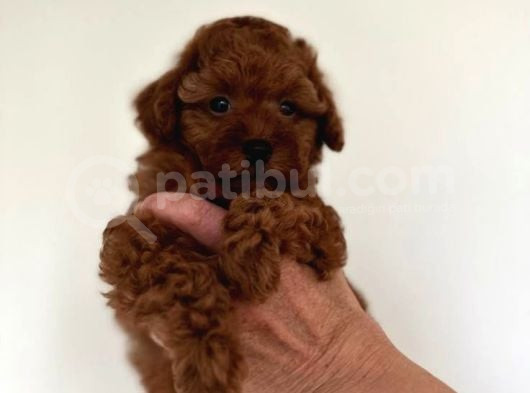 Sağlik Ve Irk Garanti̇li̇ Toy Poodle görsel