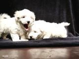 Maltese Cinsi