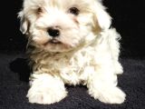 Maltese Cinsi