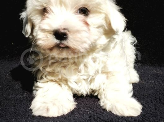 Maltese Cinsi görsel