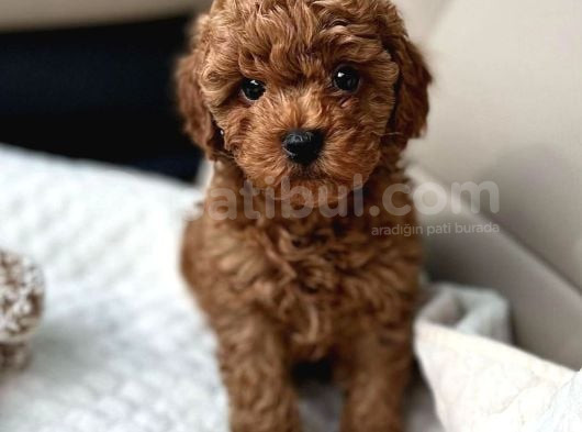 Mi̇ni̇k Sevi̇mli̇ Toy Poodle Bebek