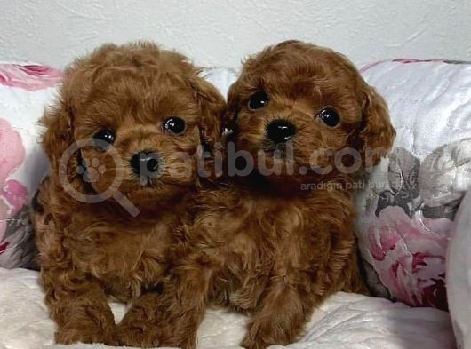 Deni̇zli̇ni̇n En Gözde Poodle Bebekleri̇ görsel