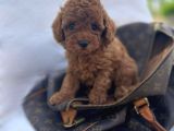 Evi̇ni̇zi̇n Neşei̇ Olucak Erkek Di̇şi̇ Toy Poodle Bebekler