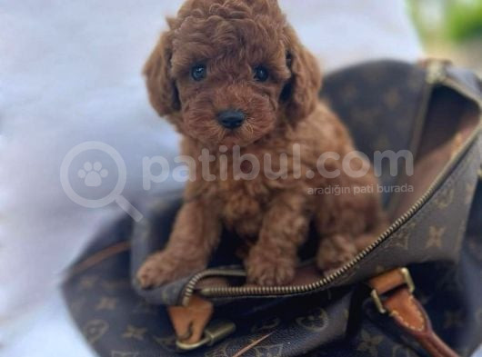 Evi̇ni̇zi̇n Neşei̇ Olucak Erkek Di̇şi̇ Toy Poodle Bebekler görsel