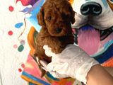 En Güzeli̇nden Toy Poodle Bebek