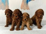 En Güzeli̇nden Toy Poodle Bebek