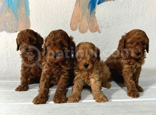 En Güzeli̇nden Toy Poodle Bebek görsel