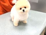 Pofuduk Pomerian Boo Yavrumuz