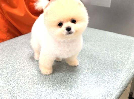 Pofuduk Pomerian Boo Yavrumuz görsel