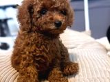Mi̇ni̇k Sevi̇mli̇ Toy Poodle Bebek