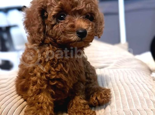 Mi̇ni̇k Sevi̇mli̇ Toy Poodle Bebek görsel