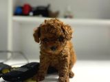 Toy Poddle Teacup