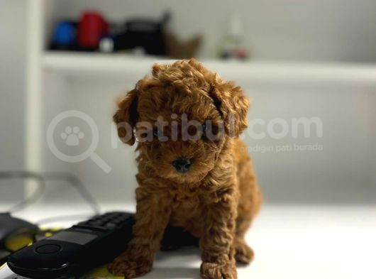 Toy Poddle Teacup görsel