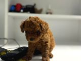 Toy Poddle Teacup