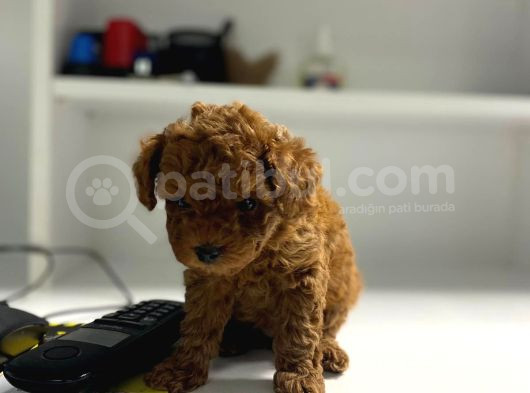 Toy Poddle Teacup görsel