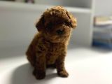 Toy Poddle Teacup