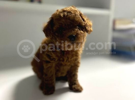 Toy Poddle Teacup görsel