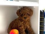 Toy poddle teacup