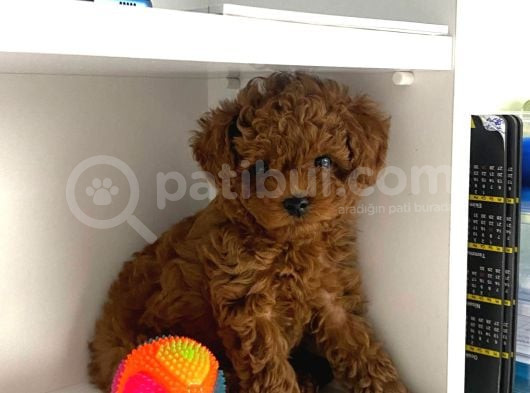 Toy Poddle Teacup