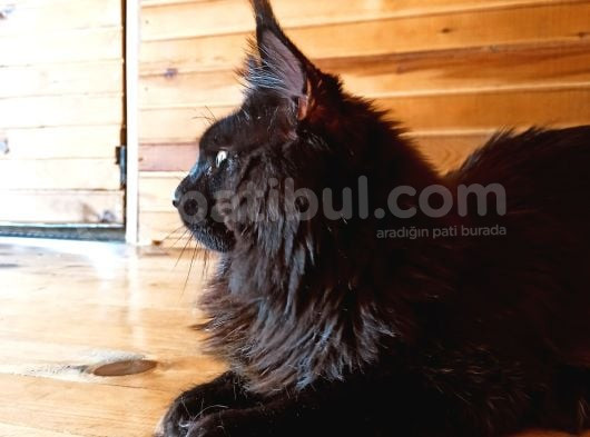 Karakteri Cüssesi Ve Dopdolu Seceresi Ile Ercüment
