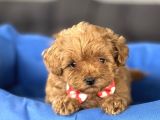 A KALİTE MALTİPOO BEBEKLER
